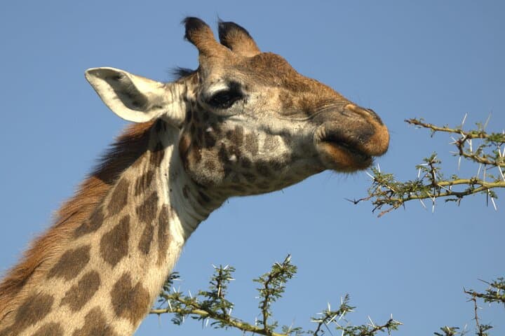Hells Gate National Park: Full-Day Hiking, Biking, Climbing & Camping Adventure near Naivasha photo 2