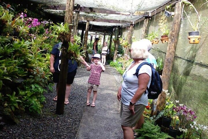 Garden of the Sleeping Giant & Sabeto Hot Springs Mud Pool Tour — Nadi Fiji