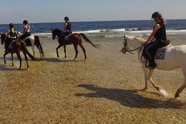 Two-Hour Horseback Ride on Hurghada Beach and Desert — Ride Into the Red Sea photo 3