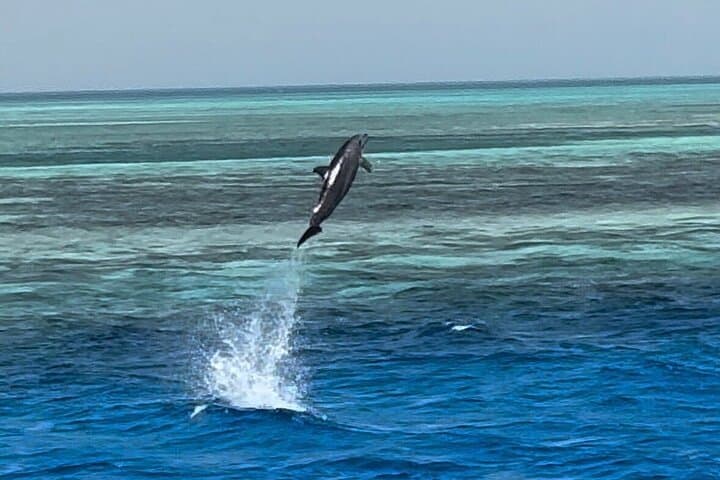 Dolphin House Hurghada: Full-Day Snorkel Cruise to Shaab Samadai with Lunch photo 4
