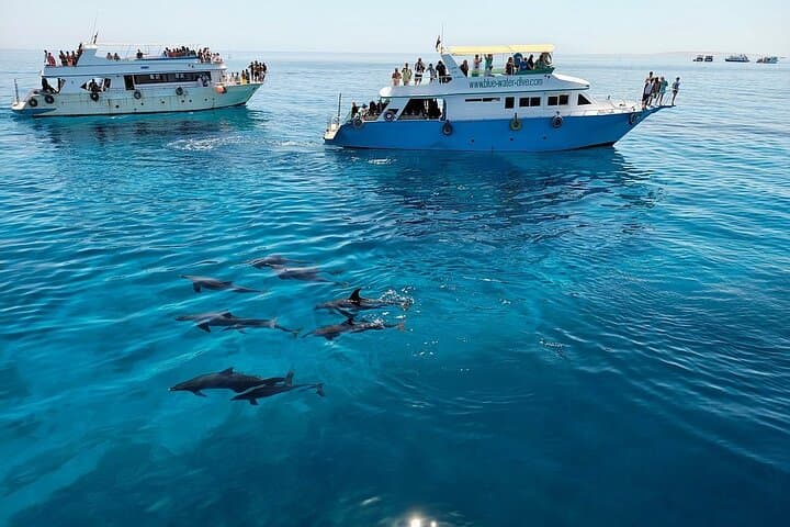 Dolphin House Hurghada: Full-Day Snorkel Cruise to Shaab Samadai with Lunch