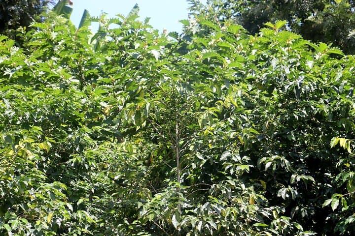 Full-Day Coffee Experience and King’s Palace Tour — Rwanda Bean Belt Adventure photo 3