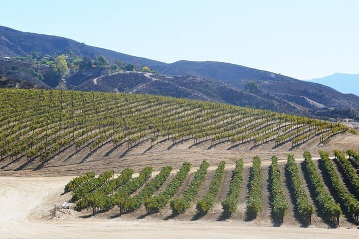 Private Temecula Wine Country Tour from San Diego — 3-Winery Tasting & Behind-the-Scenes photo 2