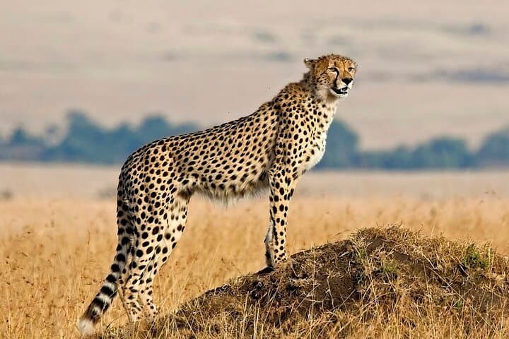 2-Day Safari: Serval Wildlife Sanctuary & Tarangire National Park Adventure photo 3