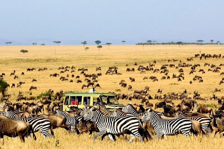 2-Day Safari: Serval Wildlife Sanctuary & Tarangire National Park Adventure photo 4