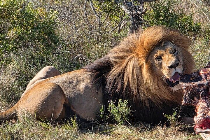 Schotia Tooth & Claw Safari: Open 4x4 Game Drive from Port Elizabeth