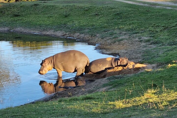 Schotia Tooth & Claw Safari: Open 4x4 Game Drive from Port Elizabeth photo 4