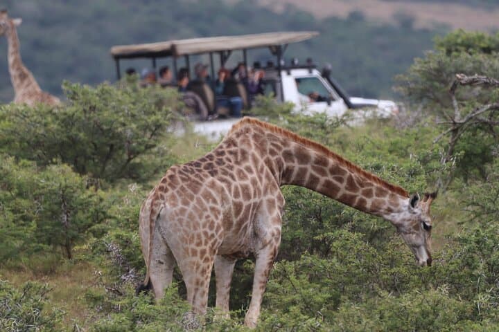Schotia Tooth & Claw Safari: Open 4x4 Game Drive from Port Elizabeth photo 6