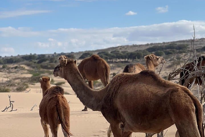 Essaouira Quad and Sunset Camel Ride: Dune, Forest & Beach Adventure photo 3
