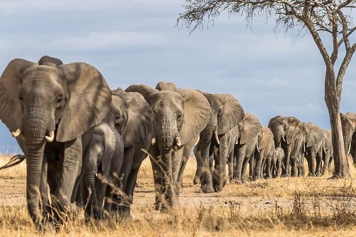 5-Day Serengeti, Tarangire & Ngorongoro Safari: Big Five, Great Migration & Crater Game Drives photo 1