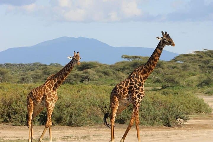 5-Day Serengeti, Tarangire & Ngorongoro Safari: Big Five, Great Migration & Crater Game Drives photo 2