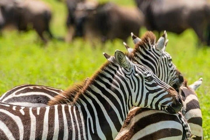 5-Day Serengeti, Tarangire & Ngorongoro Safari: Big Five, Great Migration & Crater Game Drives photo 3