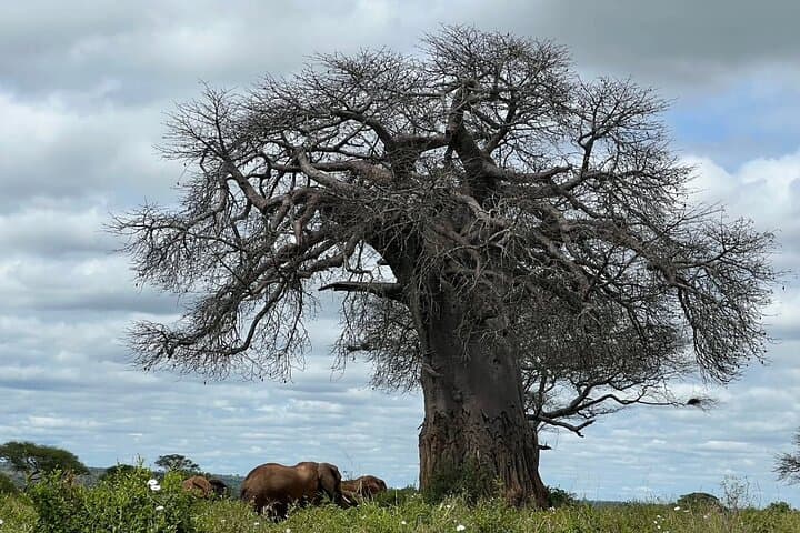 5-Day Serengeti, Tarangire & Ngorongoro Safari: Big Five, Great Migration & Crater Game Drives photo 4
