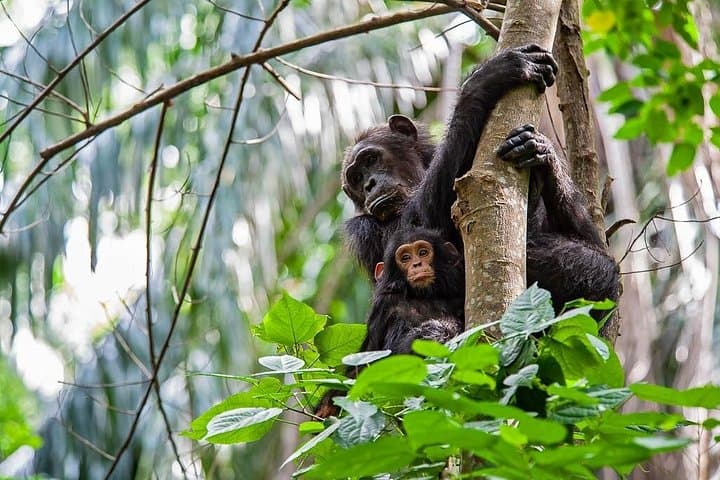Gombe National Park Chimpanzee Trekking: 3-Day Safari from Kigoma