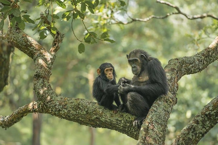 Gombe National Park Chimpanzee Trekking: 3-Day Safari from Kigoma photo 2