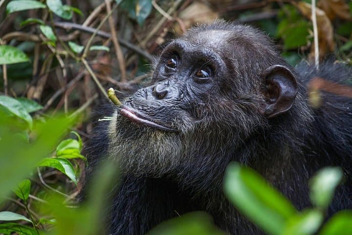 Gombe National Park Chimpanzee Trekking: 3-Day Safari from Kigoma photo 3