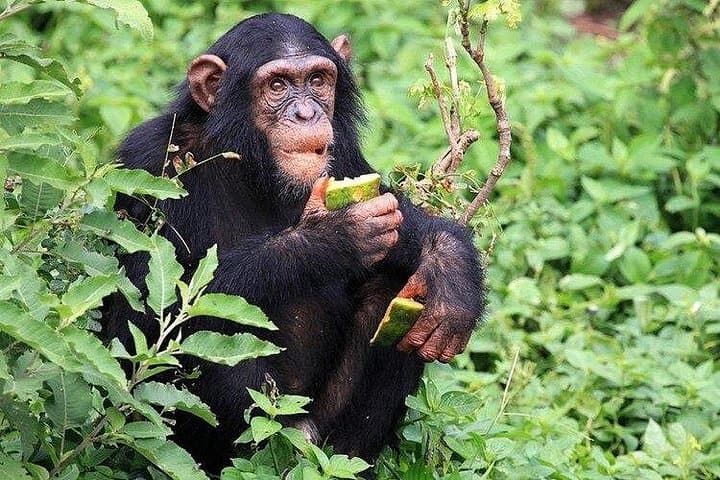 Gombe National Park Chimpanzee Trekking: 3-Day Safari from Kigoma photo 4