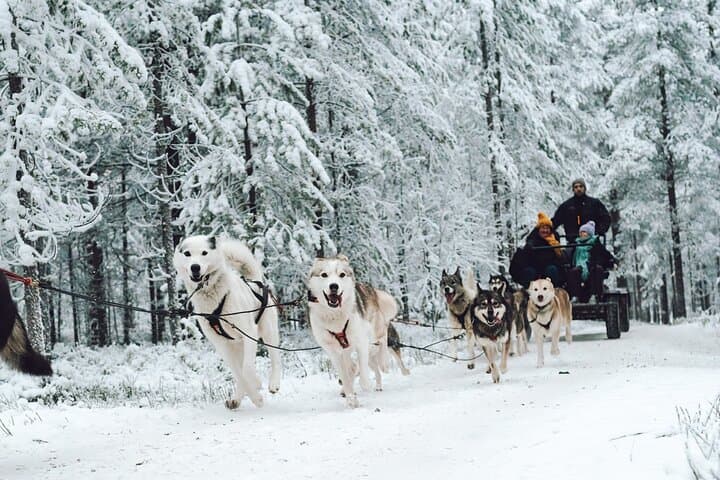 Husky Safari from Rovaniemi: 2–5 km Sled Rides Through Lapland Wilderness photo 6