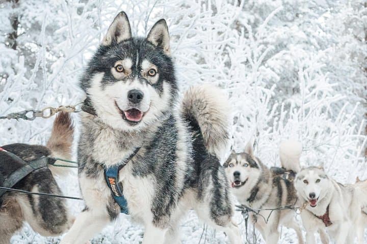 Husky Safari from Rovaniemi: 2–5 km Sled Rides Through Lapland Wilderness