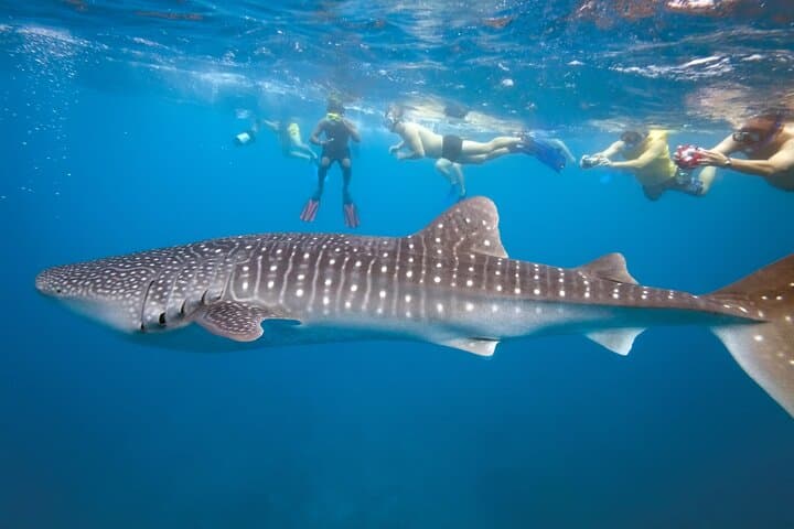 Whale Shark Snorkeling in La Paz: Swim with the Ocean’s Gentle Giants