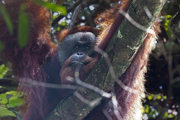Ethical Jungle Trekking in Bukit Lawang: 3-Day Orangutan & Rainforest Camping photo 1