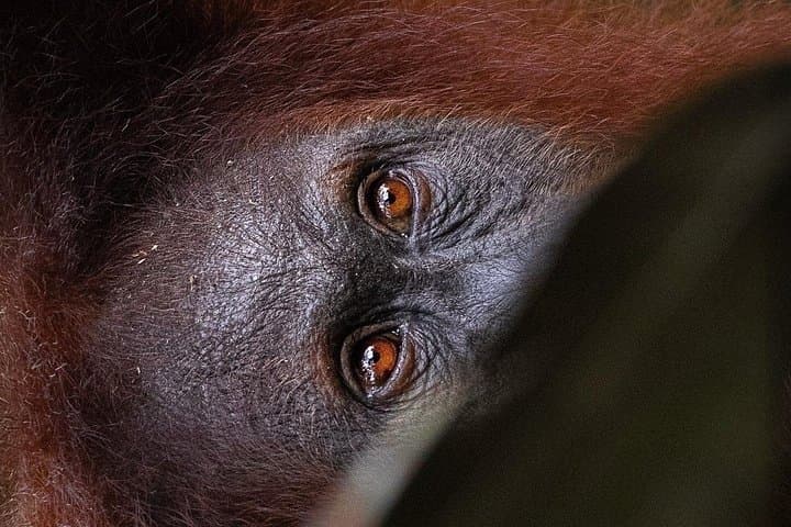 Ethical Jungle Trekking in Bukit Lawang: 3-Day Orangutan & Rainforest Camping photo 2