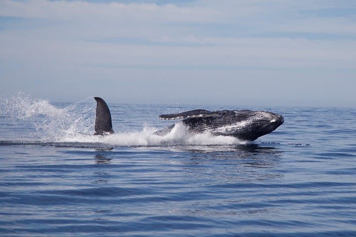 Up-Close Humpback Whale Watching in San Jose del Cabo — 2-Hour Marine Safari photo 4
