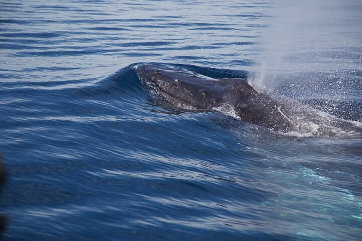 Up-Close Humpback Whale Watching in San Jose del Cabo — 2-Hour Marine Safari photo 3