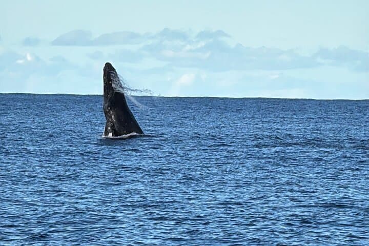 Glass-Bottom Boat Tour & Whale Watching at Ko Olina, Oahu photo 4
