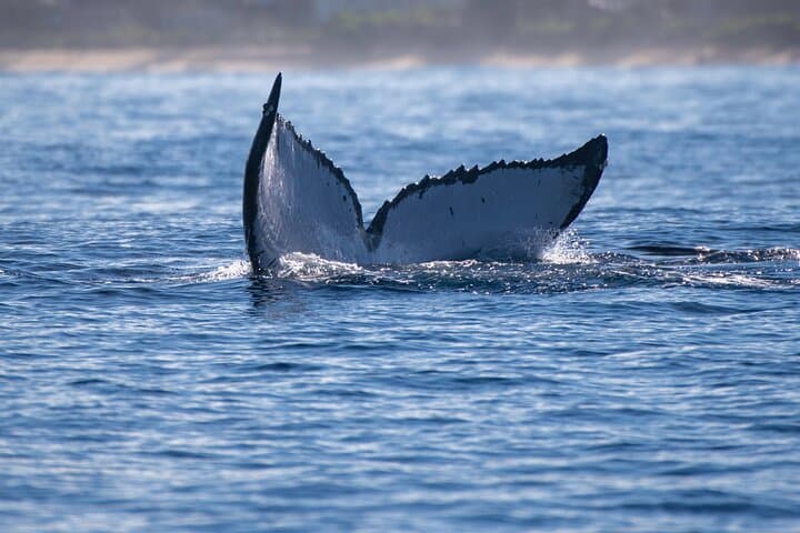 Glass-Bottom Boat Tour & Whale Watching at Ko Olina, Oahu photo 2