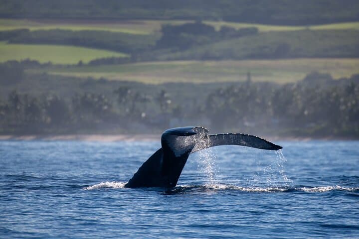 Glass-Bottom Boat Tour & Whale Watching at Ko Olina, Oahu photo 5