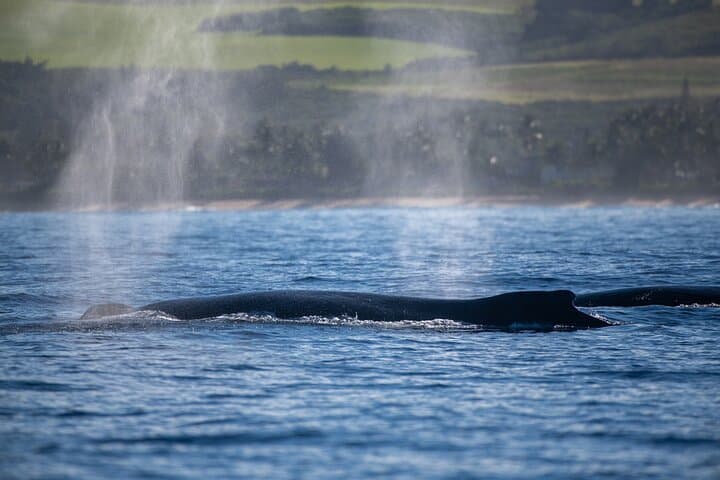 Glass-Bottom Boat Tour & Whale Watching at Ko Olina, Oahu photo 6