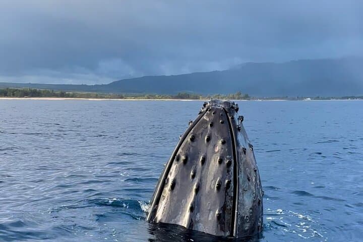 Glass-Bottom Boat Tour & Whale Watching at Ko Olina, Oahu photo 3