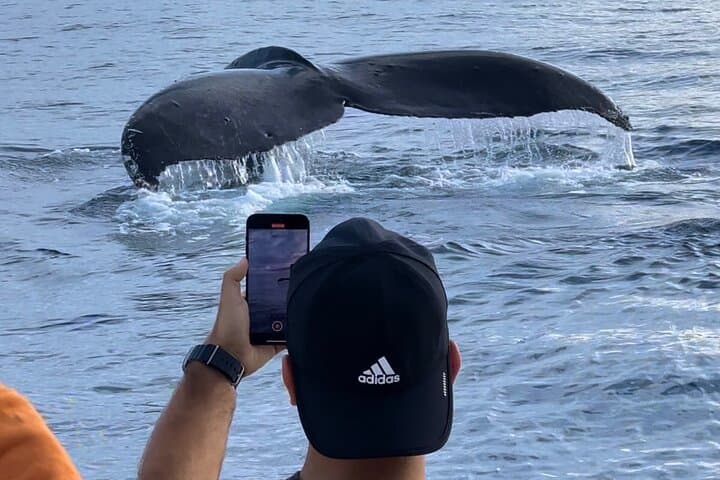 Glass-Bottom Boat Tour & Whale Watching at Ko Olina, Oahu
