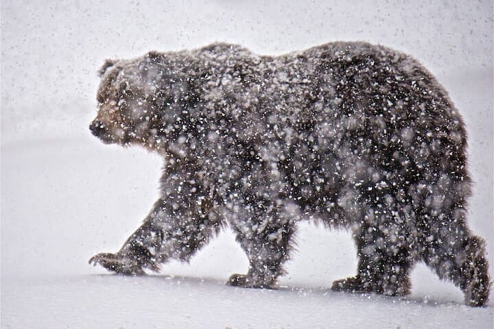 Grand Teton Private Winter Wildlife Tour from Jackson: Bison, Wolves & Scenic Stops photo 5