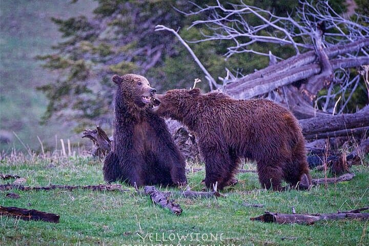 Yellowstone in a Day: Private Guided Tour from Jackson with Wildlife Viewing and Geothermal Highlights photo 4