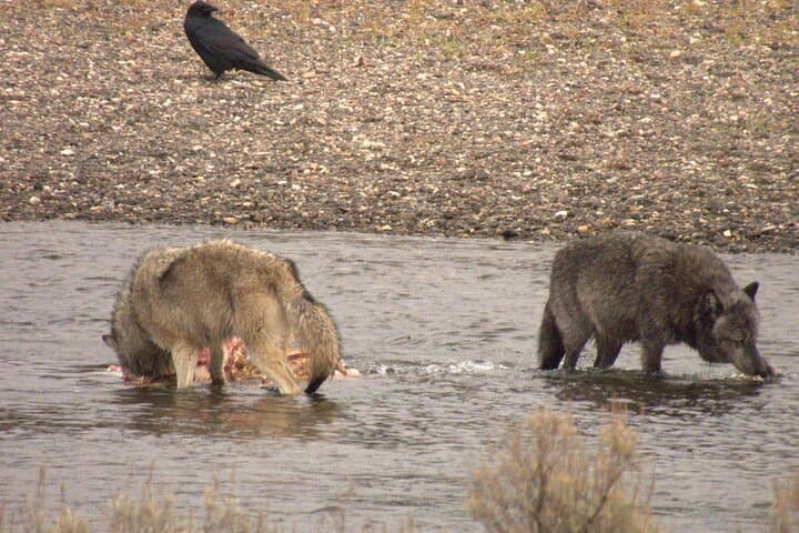 Yellowstone in a Day: Private Guided Tour from Jackson with Wildlife Viewing and Geothermal Highlights photo 6