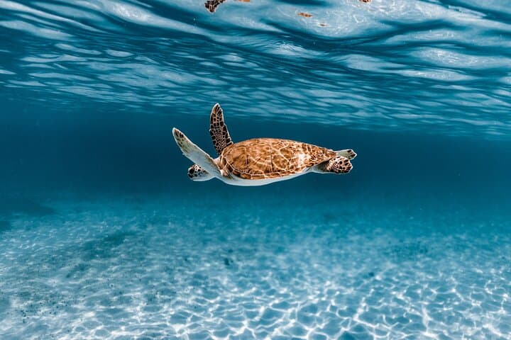 Turtle Spotting Snorkel: Malmok to Tres Trapi — Aruba's Gentle Turtle Corridor
