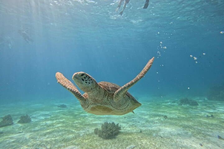 Balicasag Island Day Tour: Dolphin Watching, Turtle Snorkel & Island Beach Party photo 3