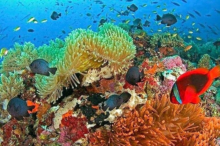 Balicasag Island Day Tour: Dolphin Watching, Turtle Snorkel & Island Beach Party photo 5