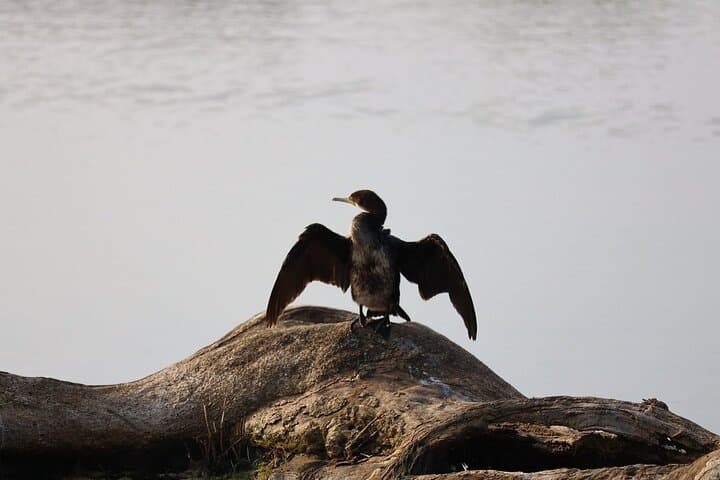 Yala Safari Day Trip from Bentota — Leopard and Elephant Safari in Sri Lanka photo 2
