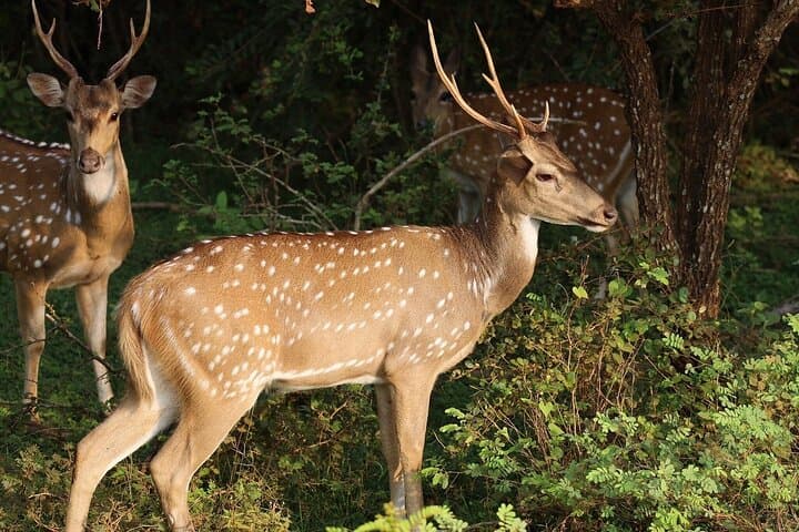 Yala Safari Day Trip from Bentota — Leopard and Elephant Safari in Sri Lanka photo 3