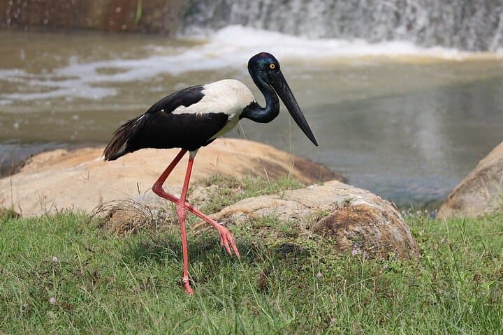Yala Safari Day Trip from Bentota — Leopard and Elephant Safari in Sri Lanka photo 4