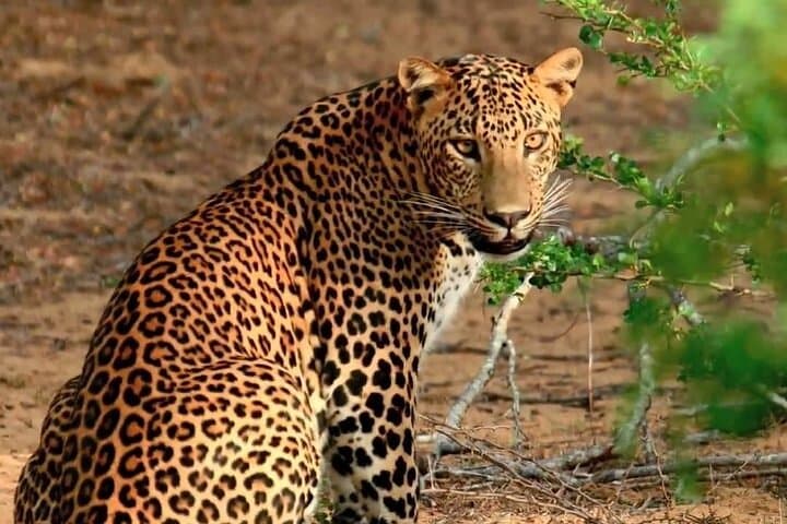 Yala Safari Day Trip from Bentota — Leopard and Elephant Safari in Sri Lanka photo 6