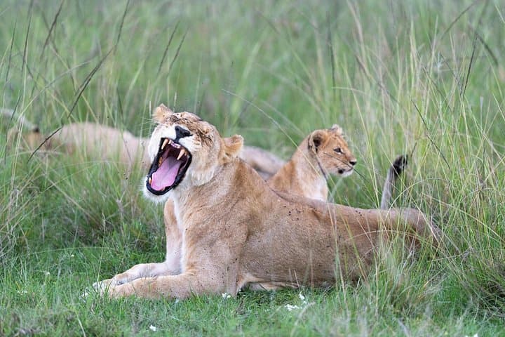 6-Day Masai Mara, Lake Nakuru & Lake Naivasha Safari: Wildlife, Lakes & Culture
