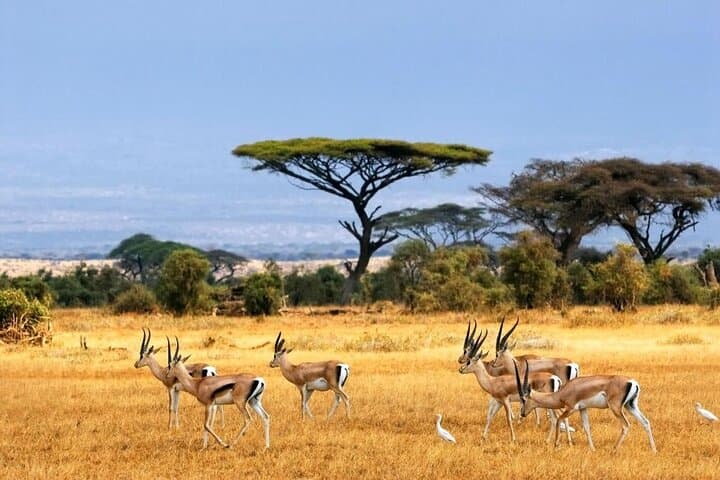 Selous Safari Private Escape from Zanzibar: Day Trip to Nyerere National Park