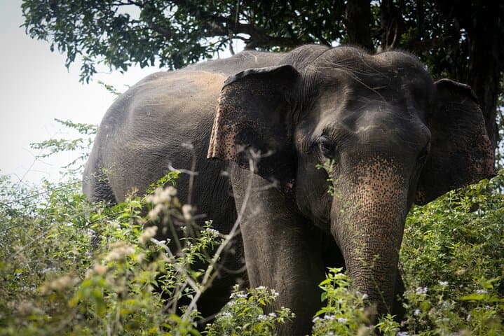 Private 3-Hour Jeep Safari in Udawalawe National Park — Close Elephant Encounters photo 3