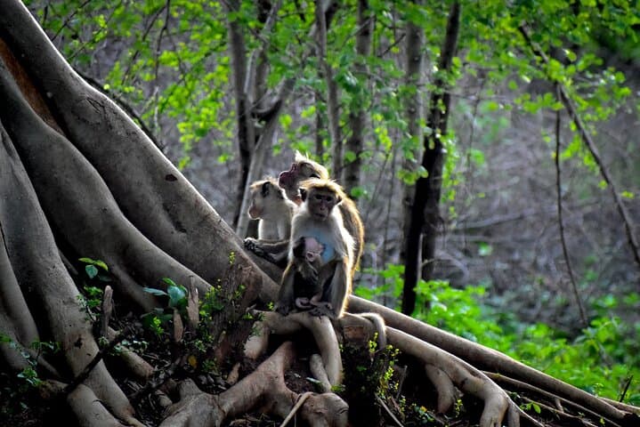 Private 3-Hour Jeep Safari in Udawalawe National Park — Close Elephant Encounters photo 2