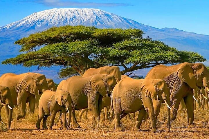 3-Day Amboseli Safari: Elephant Encounters & Kilimanjaro Views photo 5