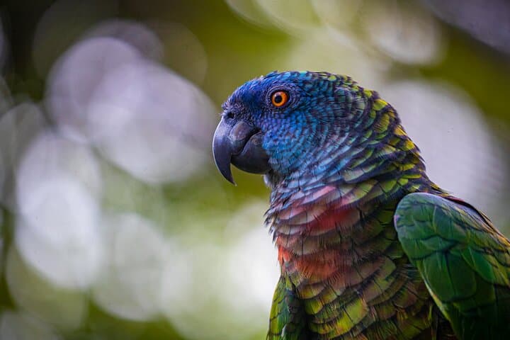 Guided Birdwatching at Castries Waterworks Forest Reserve, St Lucia